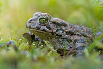 Green frog in grass in autumn with big green eyes