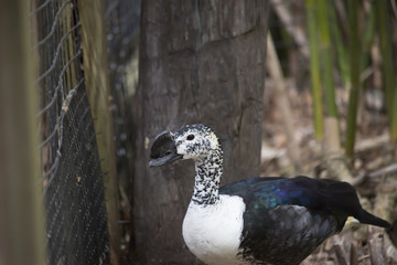 Comb Duck (Sarkidiornis melanotos)