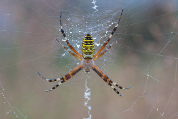 Argiope Bruennichi Spider on a spiderweb with water drops