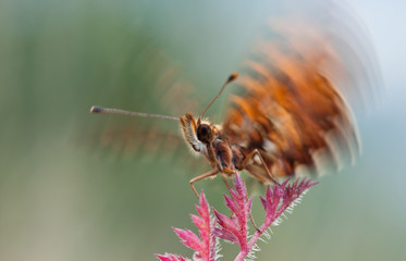 Boloria dia butterfly flying up from plant in nature