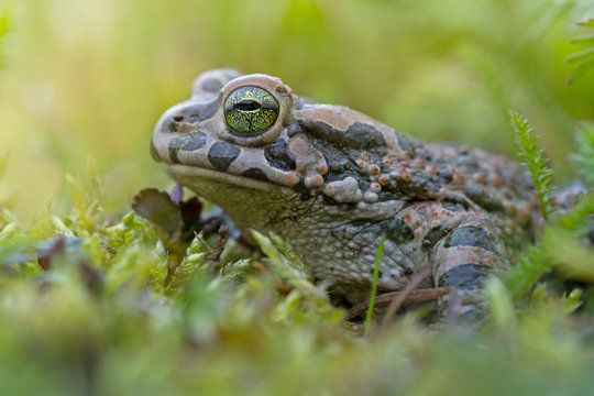 Green frog in grass in autumn with big green eyes