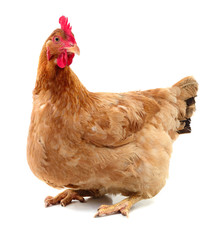 Brown hen isolated.