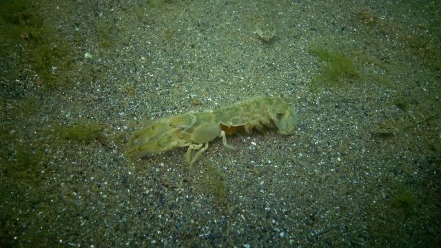 The bull's attack on cancer, a unique moment. Sea cliff (Upogebia pusilla) - a species of crustaceans of the superfamily kalianasov. The species is listed in the Red Data Book of Ukraine.
