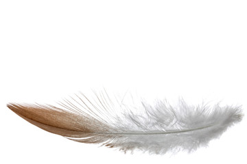 Feather bird , isolated on white background