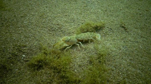 Sea cliff (Upogebia pusilla) - a species of crustaceans of the superfamily kalianasov. The species is listed in the Red Data Book of Ukraine.