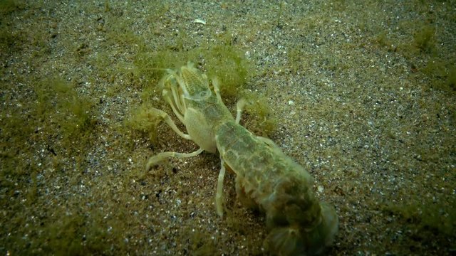 Sea cliff (Upogebia pusilla) - a species of crustaceans of the superfamily kalianasov. The species is listed in the Red Data Book of Ukraine.