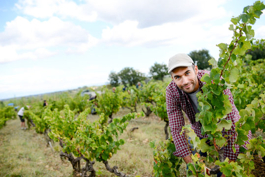 handsome young man working in vineyard picking up ripe grapes during the grapes harvest