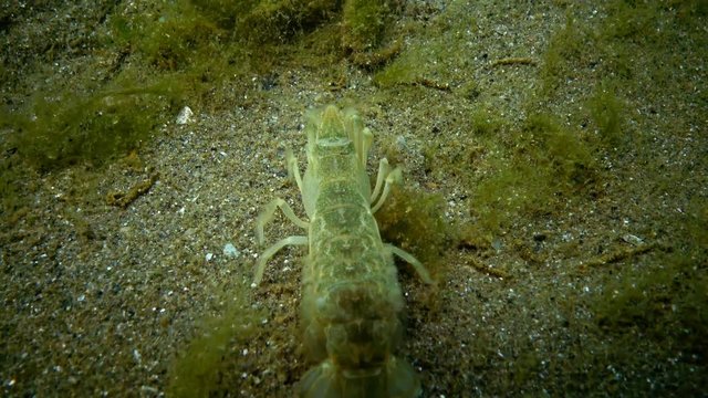 Sea cliff (Upogebia pusilla) - a species of crustaceans of the superfamily kalianasov. The species is listed in the Red Data Book of Ukraine.
