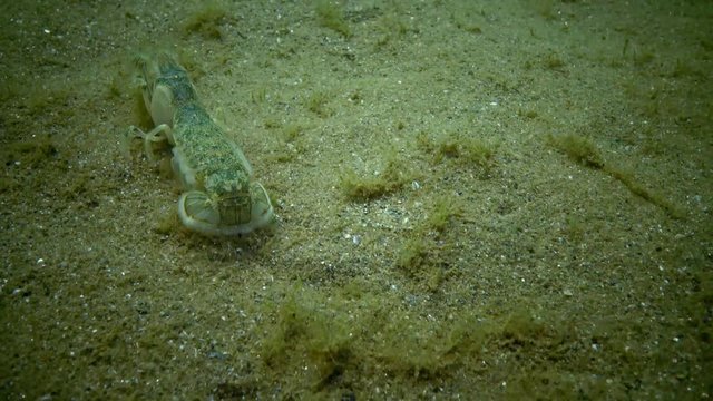 Sea cliff (Upogebia pusilla) - a species of crustaceans of the superfamily kalianasov. The species is listed in the Red Data Book of Ukraine.