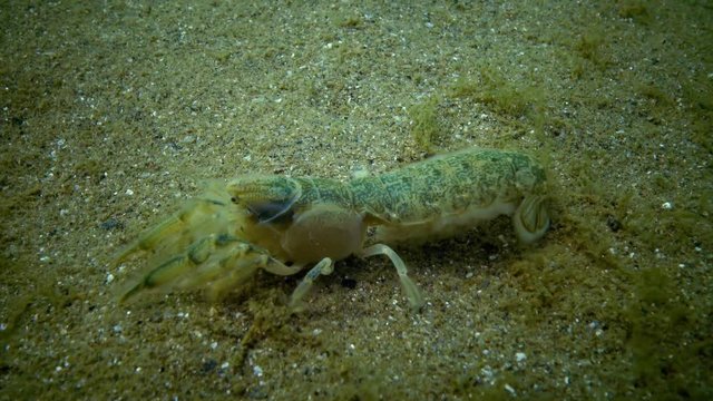 Sea cliff (Upogebia pusilla) - a species of crustaceans of the superfamily kalianasov. The species is listed in the Red Data Book of Ukraine.