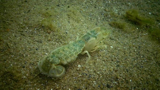 Sea cliff (Upogebia pusilla) - a species of crustaceans of the superfamily kalianasov. The species is listed in the Red Data Book of Ukraine.