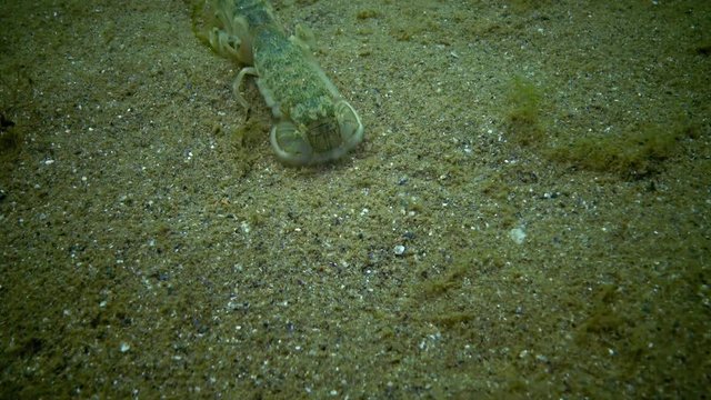 Sea cliff (Upogebia pusilla) - a species of crustaceans of the superfamily kalianasov. The species is listed in the Red Data Book of Ukraine.