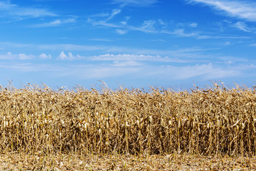 Golden corn field