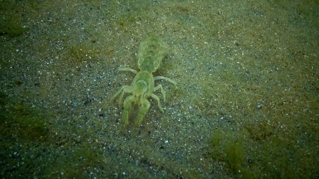 Sea cliff (Upogebia pusilla) - a species of crustaceans of the superfamily kalianasov. The species is listed in the Red Data Book of Ukraine.
