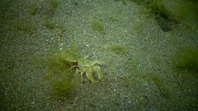 Sea cliff (Upogebia pusilla) - a species of crustaceans of the superfamily kalianasov. The species is listed in the Red Data Book of Ukraine.