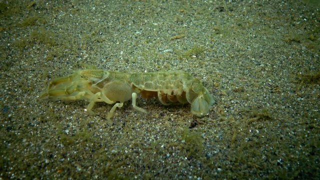 Sea cliff (Upogebia pusilla) - a species of crustaceans of the superfamily kalianasov. The species is listed in the Red Data Book of Ukraine.