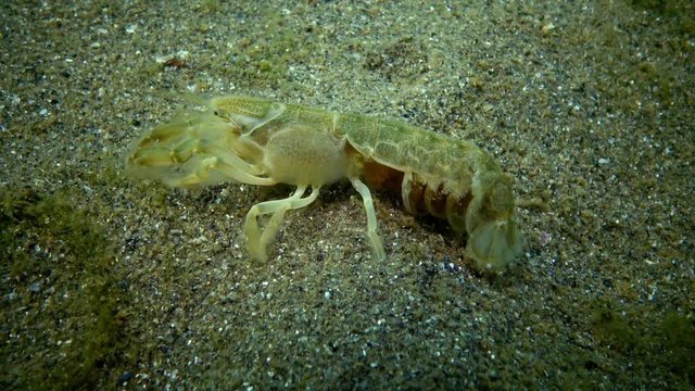 Sea cliff (Upogebia pusilla) - a species of crustaceans of the superfamily kalianasov. The species is listed in the Red Data Book of Ukraine.