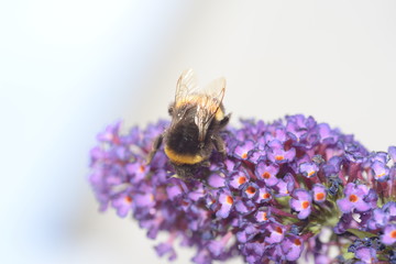 Hummel auf Blüte