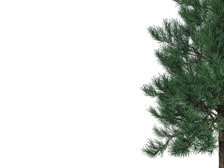 3d rendering of a foreground tree branch isolated on white background
