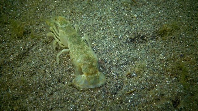 Sea cliff (Upogebia pusilla) - a species of crustaceans of the superfamily kalianasov. The species is listed in the Red Data Book of Ukraine.
