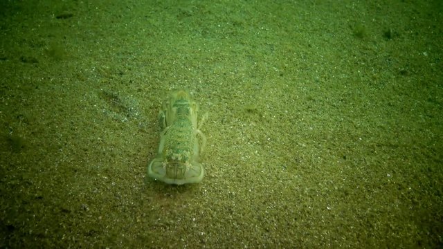 Sea cliff (Upogebia pusilla) - a species of crustaceans of the superfamily kalianasov. The species is listed in the Red Data Book of Ukraine.