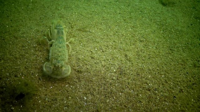 Sea cliff (Upogebia pusilla) - a species of crustaceans of the superfamily kalianasov. The species is listed in the Red Data Book of Ukraine.