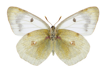 Butterfly Colias siversi on a white background