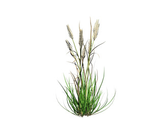 Fototapeta premium 3d rendering of flower bush isolated on white can be used for foreground design