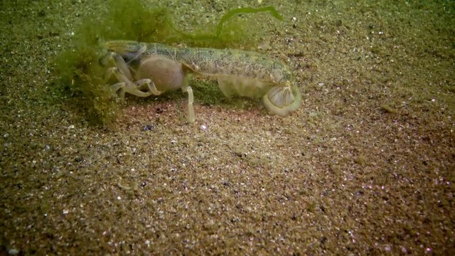 Sea cliff (Upogebia pusilla) - a species of crustaceans of the superfamily kalianasov. The species is listed in the Red Data Book of Ukraine.