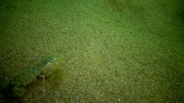 Sea cliff (Upogebia pusilla) - a species of crustaceans of the superfamily kalianasov. The species is listed in the Red Data Book of Ukraine.