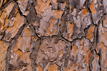 Texture of pine tree bark