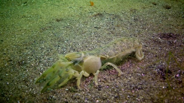 Sea cliff (Upogebia pusilla) - a species of crustaceans of the superfamily kalianasov. The species is listed in the Red Data Book of Ukraine.