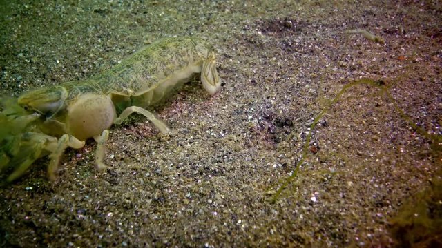 Sea cliff (Upogebia pusilla) - a species of crustaceans of the superfamily kalianasov. The species is listed in the Red Data Book of Ukraine.
