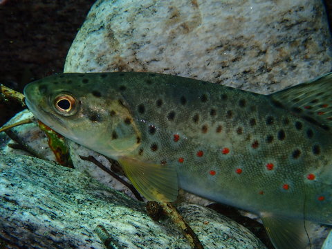 Verzasca Bachforelle