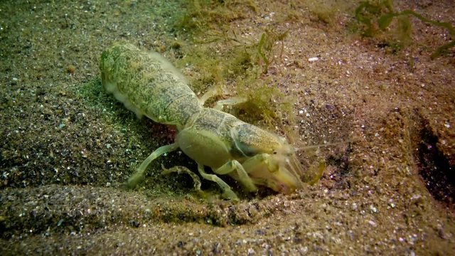 Sea cliff (Upogebia pusilla) - a species of crustaceans of the superfamily kalianasov. The species is listed in the Red Data Book of Ukraine.