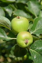 Bramley apples growing on apple trees in an orchard in County Armagh