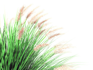 3d rendering of a foreground flower bush isolated on white