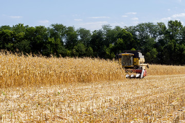Fototapeta premium Harvesting corn