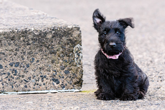 9 week old Scottish terrier puppy sitting by a concrete step
