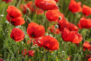 Obraz premium Mohnfeld mit Blüten des Klatschmohns (Papaver rhoeas) im Gegenlicht