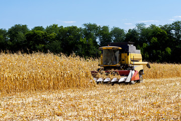 Harvesting corn