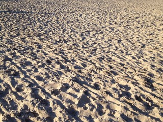 trampled beach in the sunset light