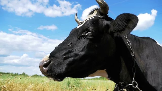 Cow Lying on Meadow and Chews Grass. Slow Motion in 96 fps. Close-up. Cow eats grass. Cow lies on the grass against a blue sky.