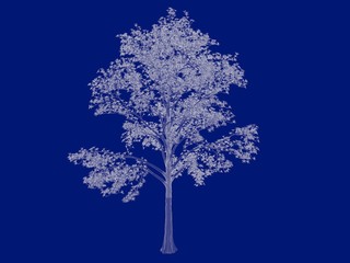 3d rendering of an outlined tree blueprint isolated on blue background
