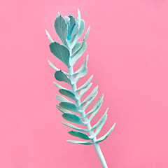 Aloe. Art Gallery Fashion Design. Minimal. Blue aloe. Trendy Pastel Colors. Creative Style. Fashion Concept on Pink background