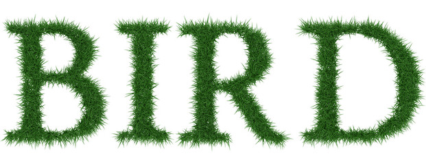 Bird - 3D rendering fresh Grass letters isolated on whhite background.
