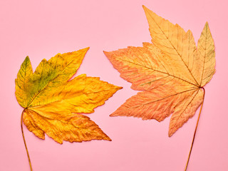 Autumn Minimal. Fall Fashion Design. Art Gallery. Pink Fall Leaves Background. Maple Leaves Couple. Trendy fashion Stylish Vintage Concept.