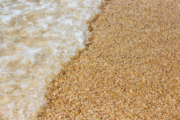 Natural seashore with seashells. Beach background.