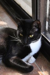 Gato molesto