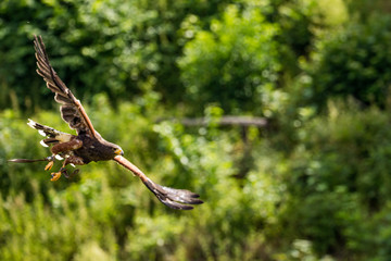 Bird of prey